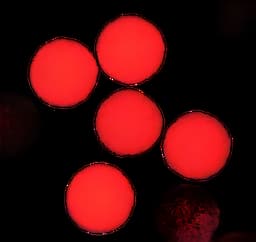 https://usmed-media.usamedpremium.com/public/assets/Catalog/Images/USAMP-35315468.webp