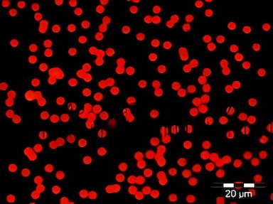 Fluorescent Particles Thermo Scientific™ Fluoro-Max™ Dyed Polystyrene Microsphere in Water Flow Cytometry / Microscopy pH 5.0 to 8.0 15 mL - 09980462